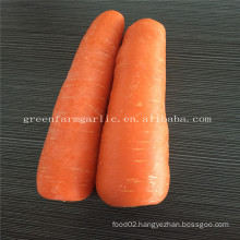 wholesale fresh carrots size 80-150g in 10kg carton box